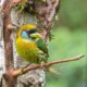Vibrant Emerald Toucanet (Aulacorhynchus prasinus) resting on a tree branch in a lush Costa Rican forest.