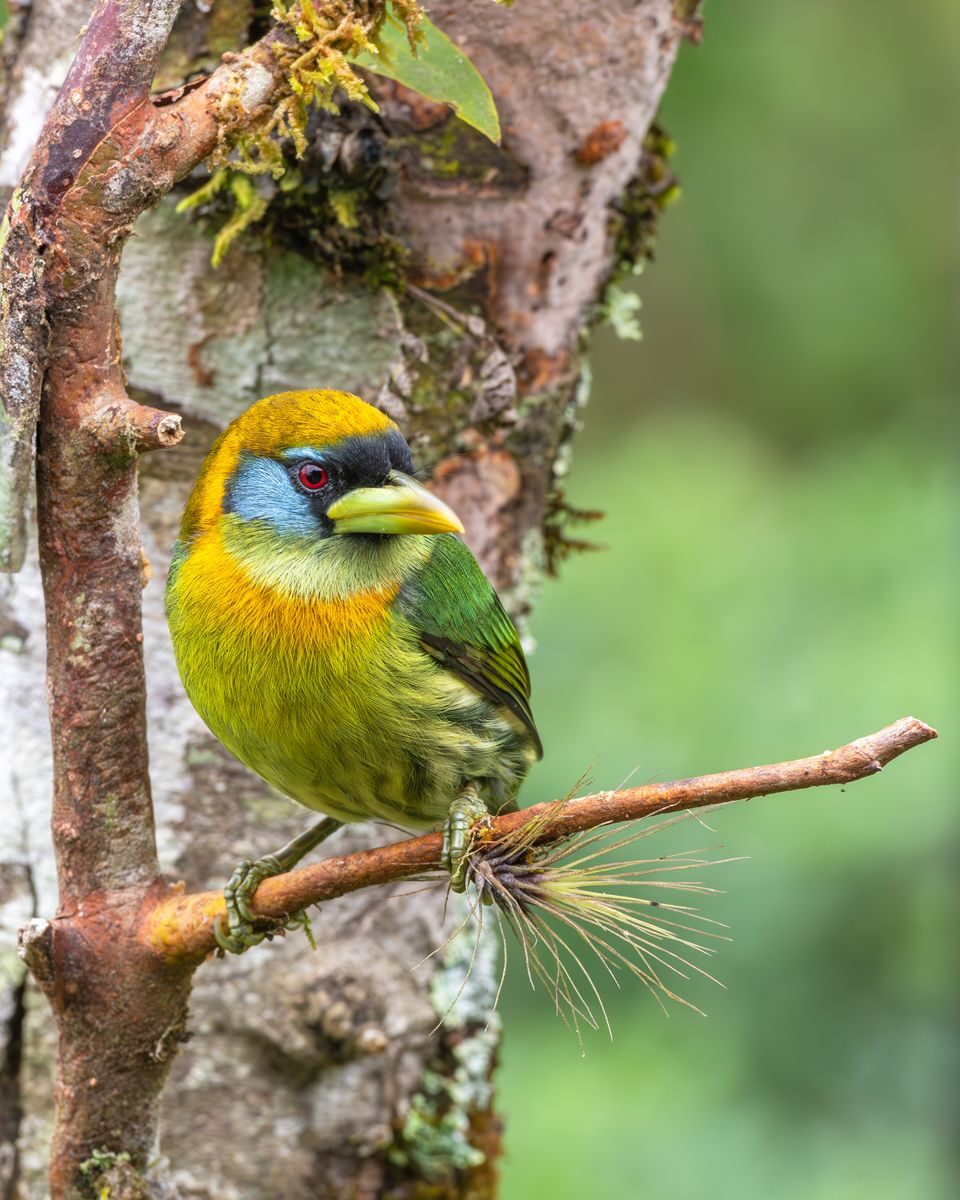 Vibrant Emerald Toucanet (Aulacorhynchus prasinus) resting on a tree branch in a lush Costa Rican forest.