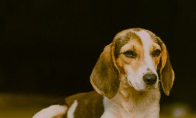 Beagle puppy lounging on a rock outdoors, calm and peaceful.