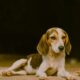 Beagle puppy lounging on a rock outdoors, calm and peaceful.