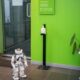 A robot stands near a sanitizer dispenser inside the Goethe Institut with a green wall backdrop.