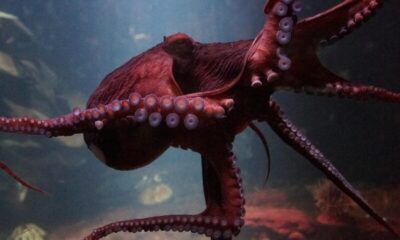 octopus, sea life underwater, ocean, fauna, water, invertebrate, biology, animal, wildlife, zoology, zoo, purple, giant octopus, sea, nature, diving, deep, octopus, octopus, octopus, octopus, octopus
