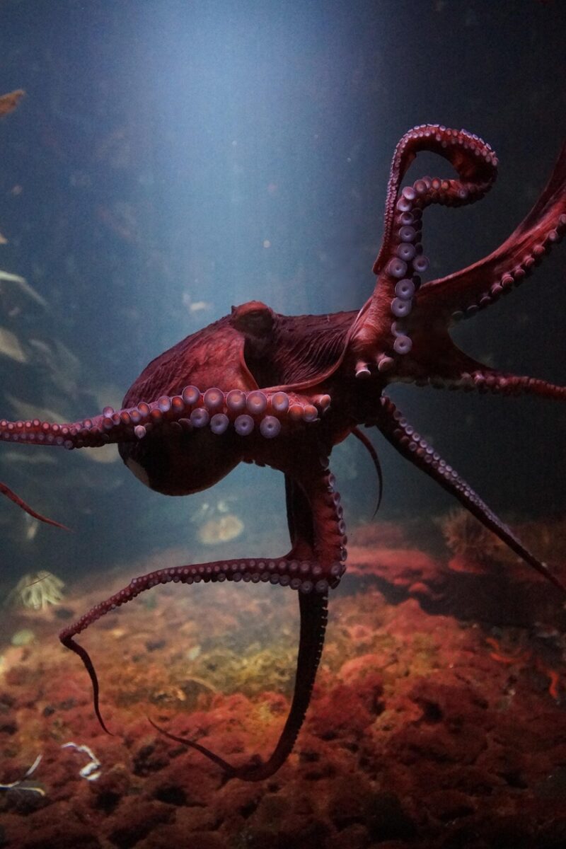 octopus, sea life underwater, ocean, fauna, water, invertebrate, biology, animal, wildlife, zoology, zoo, purple, giant octopus, sea, nature, diving, deep, octopus, octopus, octopus, octopus, octopus