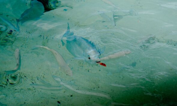 A vibrant tropical fish swimming in pristine turquoise water, capturing nature's beauty.