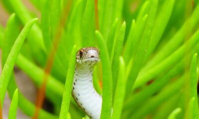 Closeup of small snake hiding in tall thick grass looking around while hunting