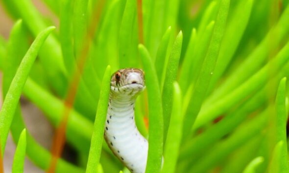 Closeup of small snake hiding in tall thick grass looking around while hunting