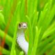 Closeup of small snake hiding in tall thick grass looking around while hunting