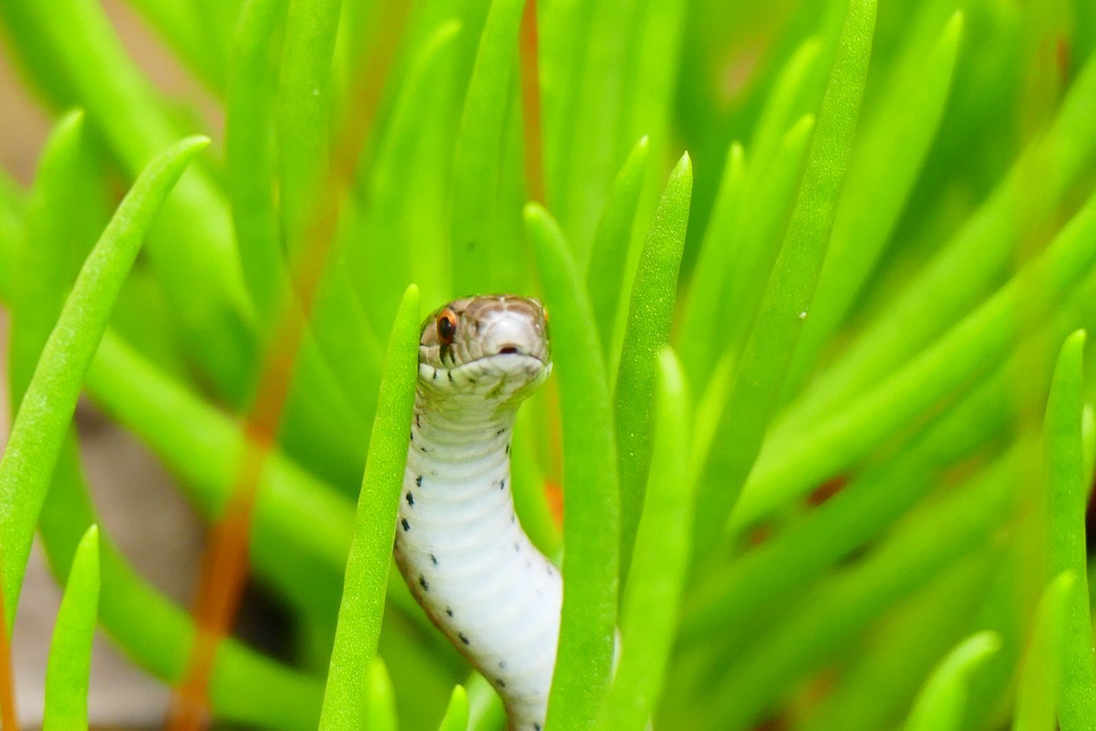 Closeup of small snake hiding in tall thick grass looking around while hunting