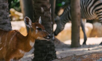 Close-up of a young antelope with a zebra in the background during a safari.
