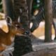 Close-up of a young antelope with a zebra in the background during a safari.