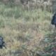 DETALJI AKCIJE U KANTONU SARAJEVO I SBK: Policija privela Admira Arnautovića Šmrka i još nekoliko osumnjičenih (VIDEO) – akcija Catering