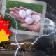 Nevreme u Srbiji: Gde pada kiša i grmi, a gde prete grad i oluje
