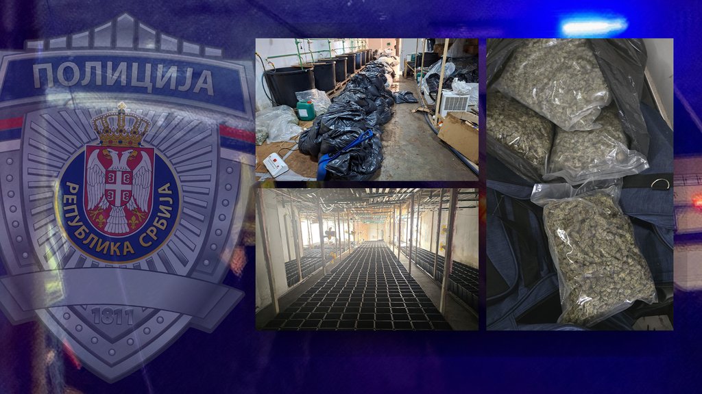 Uhapšen muškarac u Boru: Policija otkrila plantažu psihoaktivne konoplje – plantaža psihoaktivne konoplje