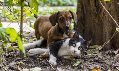 dog, cat, pet, dog - cat friendship, pets, nature, game, dachshund, animals, favourite, cute, animal, kitten