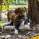 dog, cat, pet, dog - cat friendship, pets, nature, game, dachshund, animals, favourite, cute, animal, kitten