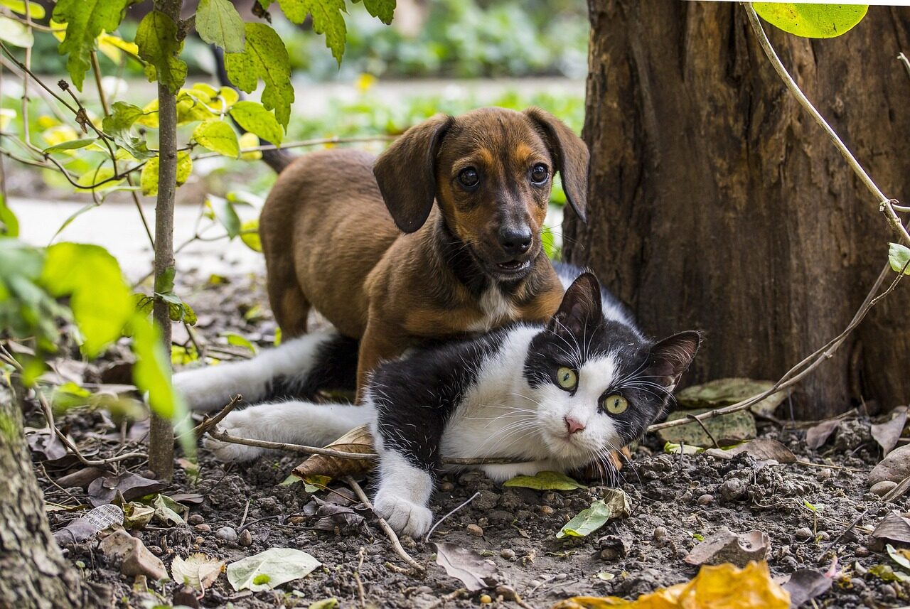 dog, cat, pet, dog - cat friendship, pets, nature, game, dachshund, animals, favourite, cute, animal, kitten