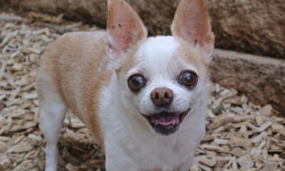chihuahua, dog, animal, pet, cute