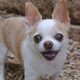 chihuahua, dog, animal, pet, cute