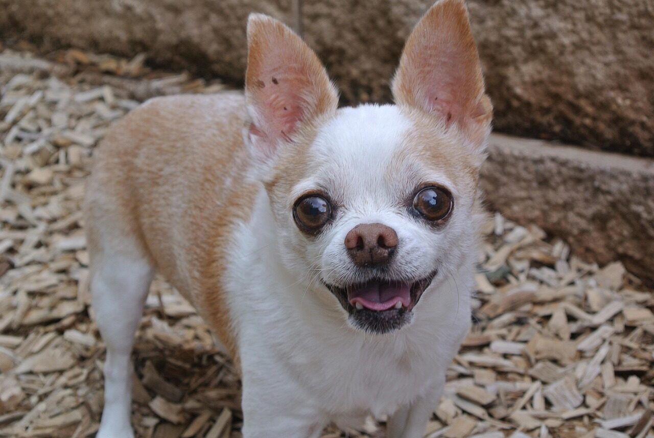 chihuahua, dog, animal, pet, cute