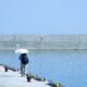 A solitary figure with umbrella walks along a sunny pier beside calm blue waters.