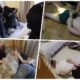 Specijalci uhapsili osumnjičenog za ubistvo Novice Eleka: Akcija u Surčinu