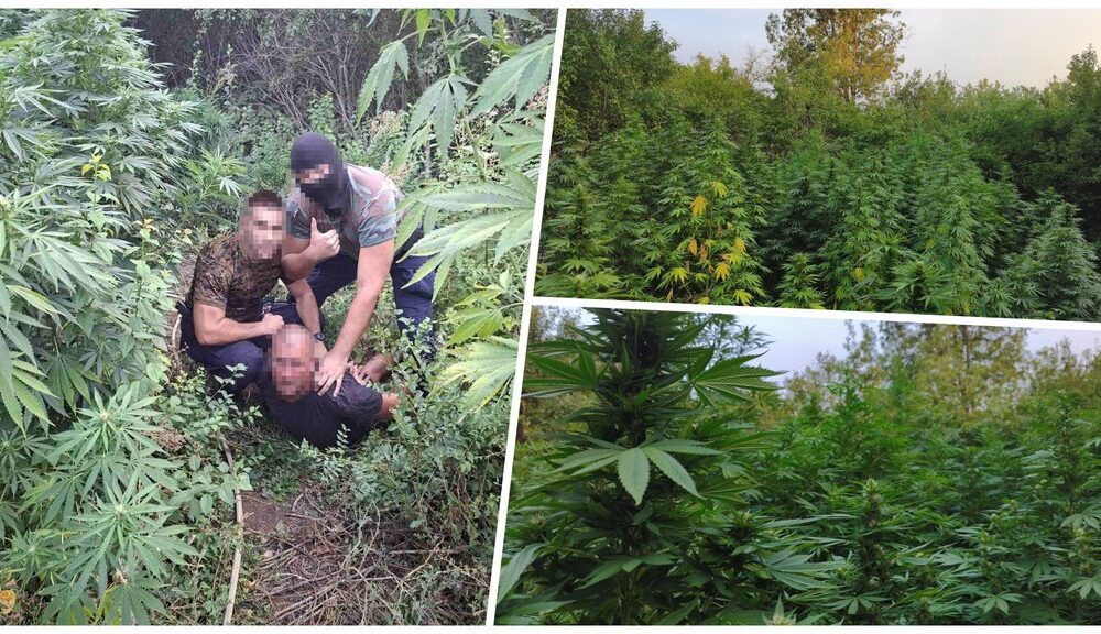 Policija otkrila zasad kanabisa kod Varvarina: Sledi krivična prijava zbog droge i municije