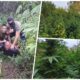 Policija otkrila zasad kanabisa kod Varvarina: Sledi krivična prijava zbog droge i municije