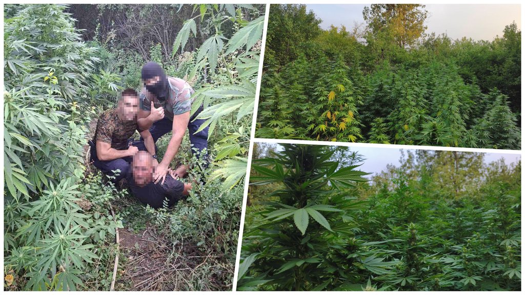 Policija otkrila zasad kanabisa kod Varvarina: Sledi krivična prijava zbog droge i municije
