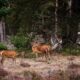 Bambi i Lidl izdvajaju 5 dinara po proizvodu za očuvanje biodiverziteta na Fruškoj gori