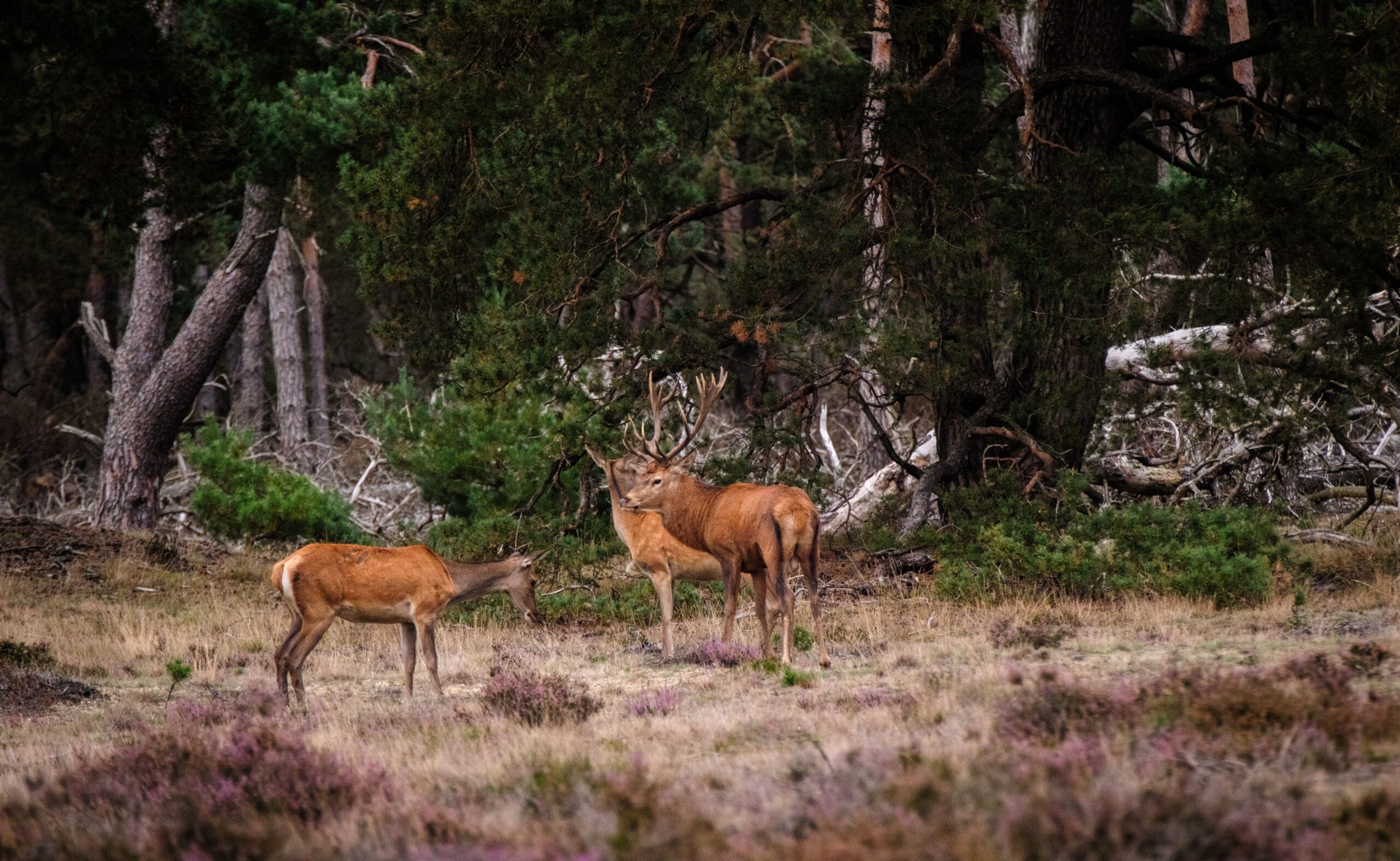 Bambi i Lidl izdvajaju 5 dinara po proizvodu za očuvanje biodiverziteta na Fruškoj gori