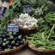 FAO indeks: Cene hrane dostigle 133,3 poena, najviši nivo od 2022. godine – FAO indeks cena hrane