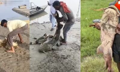 Pojava misterioznih riba u Biharu posle poplava iz Nepala izazvala zabrinutost – misteriozne ribe u Biharu