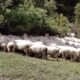 Ovčje boginje u Severnoj Makedoniji: Potvrđena 64 žarišta, uginulo 10.000 ovaca