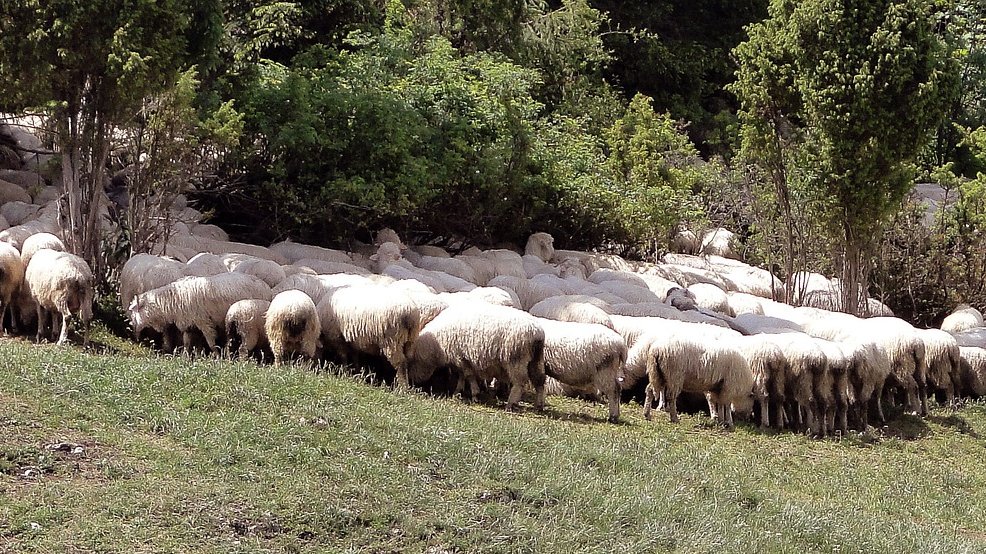 Ovčje boginje u Severnoj Makedoniji: Potvrđena 64 žarišta, uginulo 10.000 ovaca