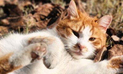 A ginger and white cat playfully relaxing on a bed of autumn leaves in a sunny outdoor setting.
