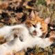 A ginger and white cat playfully relaxing on a bed of autumn leaves in a sunny outdoor setting.