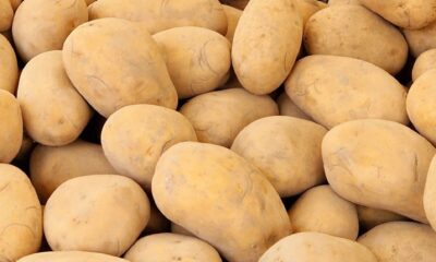 A variety of fresh potatoes at a Berlin market, showcasing organic produce in a rustic setting.