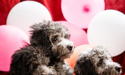 Three adorable poodles posing with colorful balloons indoors, creating a cheerful and playful atmosphere.