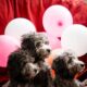 Three adorable poodles posing with colorful balloons indoors, creating a cheerful and playful atmosphere.