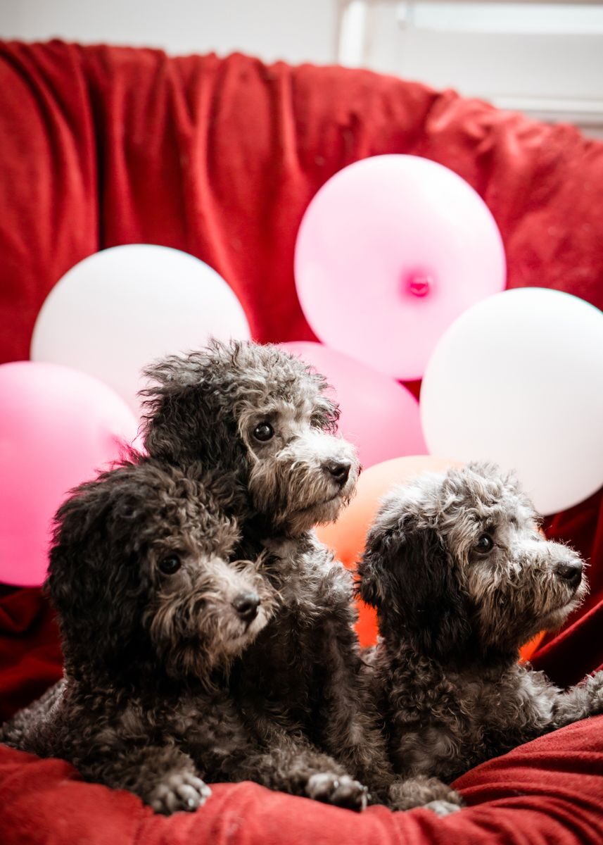 Three adorable poodles posing with colorful balloons indoors, creating a cheerful and playful atmosphere.