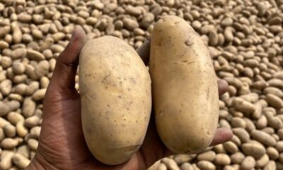 Close-up of a hand holding two fresh potatoes amidst a large pile in a field.