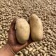 Close-up of a hand holding two fresh potatoes amidst a large pile in a field.