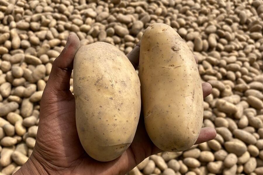 Close-up of a hand holding two fresh potatoes amidst a large pile in a field.