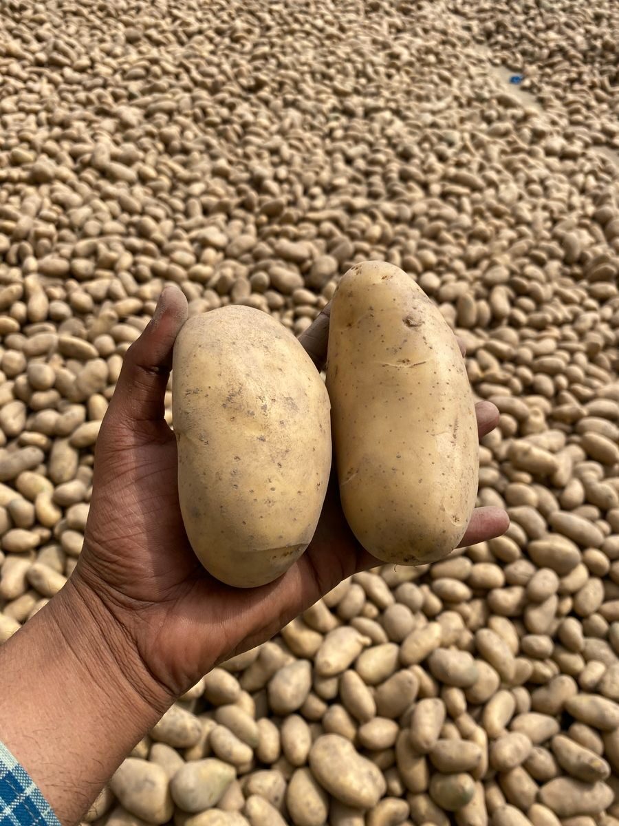 Close-up of a hand holding two fresh potatoes amidst a large pile in a field.
