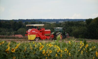 Otkupna cena suncokreta u Srbiji raste iznad 40 dinara po kilogramu