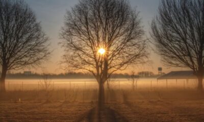 Sunrise through bare trees casting long shadows on a misty field, creating a serene winter morning scene.