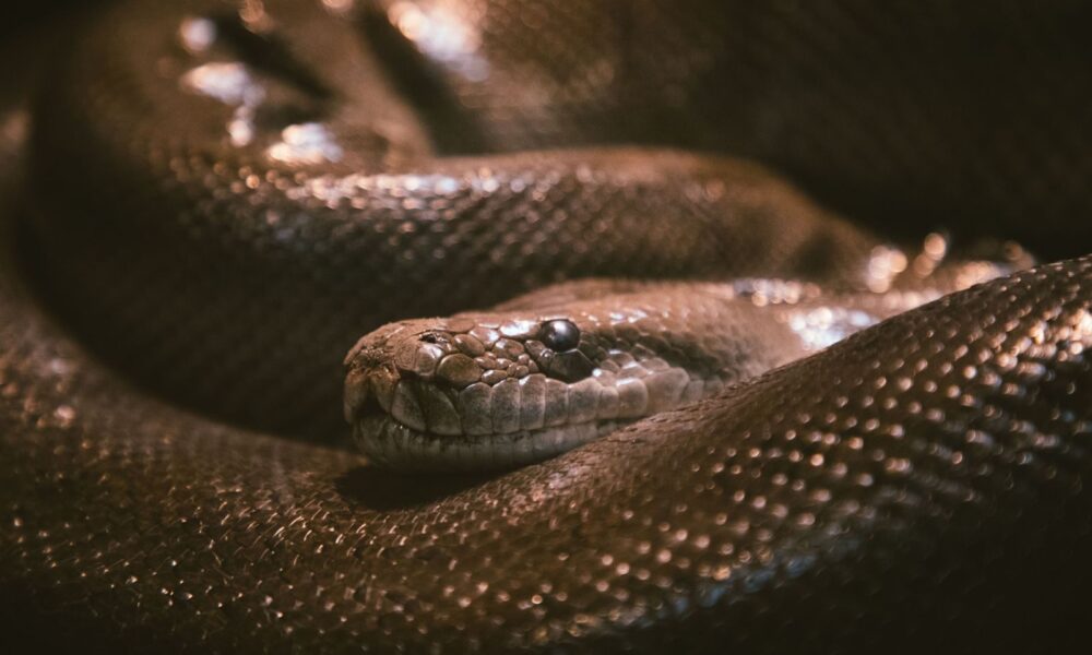 Intimate close-up of a python snake coiled with detailed scales in soft lighting.