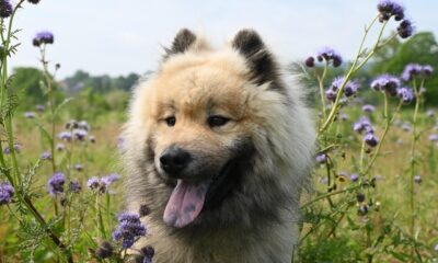 dog, canine, pet, friend, breed, animal, mammal, eurasier dog, eurasier olaf, young stallion, nature, companion dog, dog, dog, dog, dog, dog