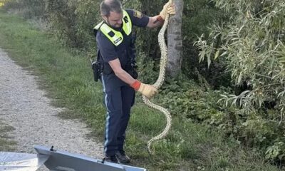 Anakonda na obali Dunava: Kako je egzotična zmija dospela do Donje Bavarske?