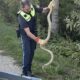 Anakonda na obali Dunava: Kako je egzotična zmija dospela do Donje Bavarske?